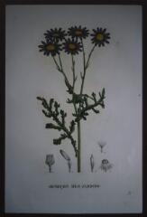 Juin 2000. - Jaume St Hilaire, plantes botaniques. [Reproductions de planches illustrées]. / [LHUISSET, Christian (photographe)].