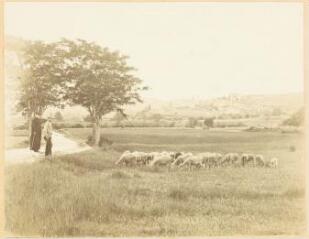 [Troupeau de moutons sur la route du Mas de Londres] / Famille PELISSIER (photographe).
