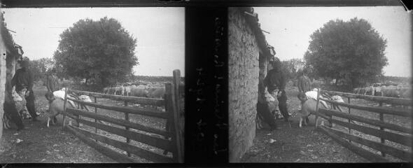 1 vue  - Hommes attrapant des moutons, les \'pleines ?\', devant la bergerie de Roussières, octobre 1924. / [Famille SOULAS (photographe)] (ouvre la visionneuse)