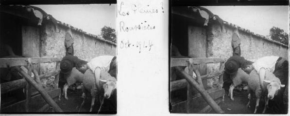 1 vue  - Hommes attrapant des moutons, les \'pleines ?\', devant la bergerie de Roussières, octobre 1924. / [Famille SOULAS (photographe)] (ouvre la visionneuse)