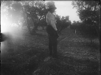 1 vue Personne dans un champ d'olivier. / [Anonyme]