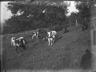 1 vue  - Troupeau de vaches dans un champs. / [Anonyme] (ouvre la visionneuse)