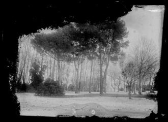 1 vue  - [Les pins dans le parc enneigé]. / François BLAYAC (photographe). 42 Fi 450 (ouvre la visionneuse)